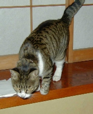 jumping una